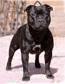 стаффордширский бультерьер